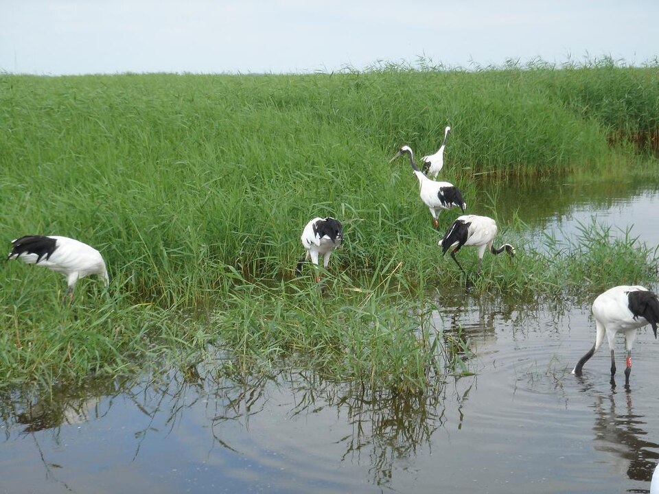 扎龙湿地